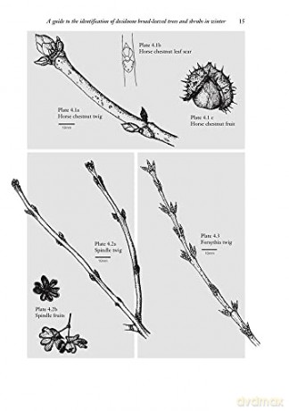 A Guide to the Identification of Deciduous Broadleaved Trees and Shrubs in Winter: 9, no. 4 (AIDGAP) - Andrew May [KSIĄŻKA]