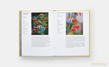 A Year in Bloom: Flowering Bulbs for Every Season - Lucy Bellamy [KSIĄŻKA]