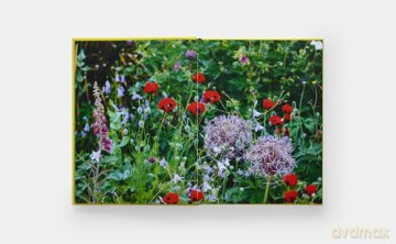 A Year in Bloom: Flowering Bulbs for Every Season - Lucy Bellamy [KSIĄŻKA]