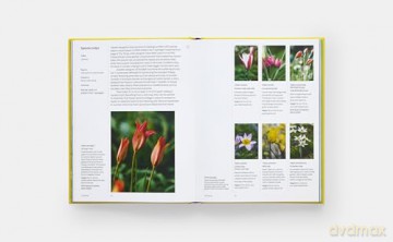 A Year in Bloom: Flowering Bulbs for Every Season - Lucy Bellamy [KSIĄŻKA]