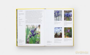 A Year in Bloom: Flowering Bulbs for Every Season - Lucy Bellamy [KSIĄŻKA]