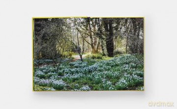 A Year in Bloom: Flowering Bulbs for Every Season - Lucy Bellamy [KSIĄŻKA]