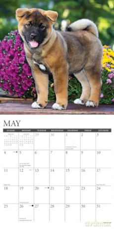 Akitas 2025 Wall [KSIĄŻKA]