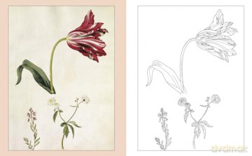 Alexander Marshal's Nature Colouring Book: Drawings from the Royal Collection (Arcturus Classic Nature Colouring) - Lizzie Preston [KSIĄŻKA]