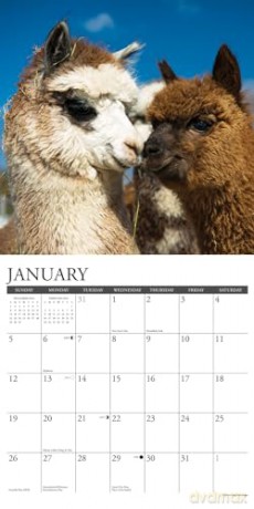 Alpacas 2025 Wall [KSIĄŻKA]