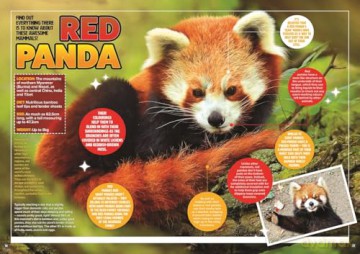 Amazing World of Animals - DC Thomson [KSIĄŻKA]