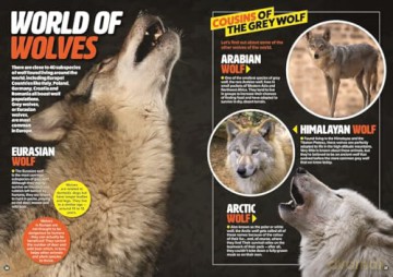 Amazing World of Animals - DC Thomson [KSIĄŻKA]