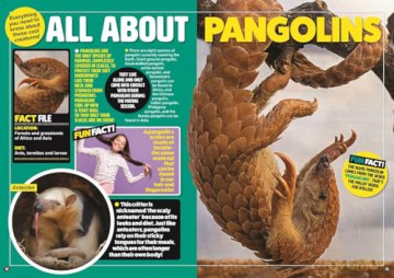 Amazing World of Animals - DC Thomson [KSIĄŻKA]