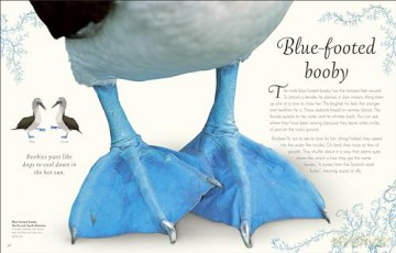 An Anthology of Exquisite Birds (DK Children's Anthologies) - Ben Hoare [KSIĄŻKA]