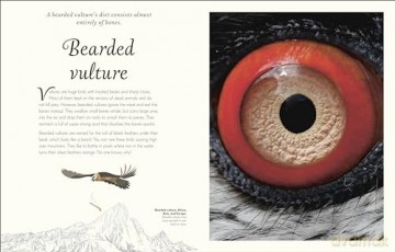 An Anthology of Exquisite Birds (DK Children's Anthologies) - Ben Hoare [KSIĄŻKA]
