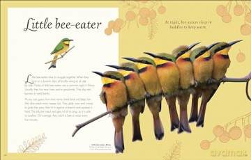 An Anthology of Exquisite Birds (DK Children's Anthologies) - Ben Hoare [KSIĄŻKA]