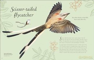 An Anthology of Exquisite Birds (DK Children's Anthologies) - Ben Hoare [KSIĄŻKA]