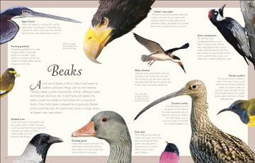 An Anthology of Exquisite Birds (DK Children's Anthologies) - Ben Hoare [KSIĄŻKA]