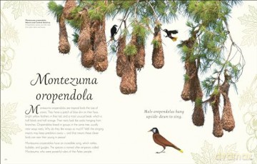 An Anthology of Exquisite Birds (DK Children's Anthologies) - Ben Hoare [KSIĄŻKA]