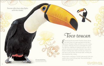 An Anthology of Exquisite Birds (DK Children's Anthologies) - Ben Hoare [KSIĄŻKA]