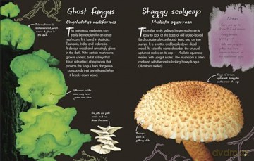 An Anthology of Fungi: A Collection of 100 Mushrooms, Toadstools and Other Fungi (DK's Little Anthologies) - Lynne Boddy [KSIĄŻKA]