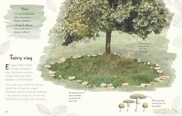 An Anthology of Fungi: A Collection of 100 Mushrooms, Toadstools and Other Fungi (DK's Little Anthologies) - Lynne Boddy [KSIĄŻKA]