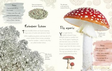 An Anthology of Fungi: A Collection of 100 Mushrooms, Toadstools and Other Fungi (DK's Little Anthologies) - Lynne Boddy [KSIĄŻKA]
