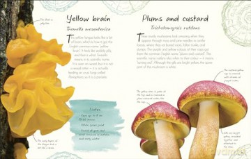 An Anthology of Fungi: A Collection of 100 Mushrooms, Toadstools and Other Fungi (DK's Little Anthologies) - Lynne Boddy [KSIĄŻKA]