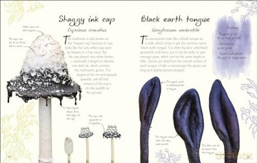 An Anthology of Fungi: A Collection of 100 Mushrooms, Toadstools and Other Fungi (DK's Little Anthologies) - Lynne Boddy [KSIĄŻKA]