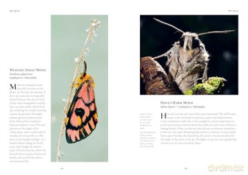 An Insect A Day: Bees, bugs, and pollinators for every day of the year (Volume 6) - Dominic Couzens [KSIĄŻKA]