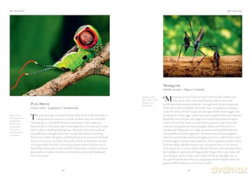 An Insect A Day: Bees, bugs, and pollinators for every day of the year (Volume 6) - Dominic Couzens [KSIĄŻKA]