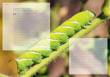 An Insect A Day: Bees, bugs, and pollinators for every day of the year (Volume 6) - Dominic Couzens [KSIĄŻKA]