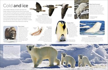 Animal: DK Eyewitness [KSIĄŻKA]