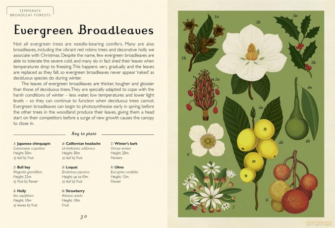 Arboretum Mini Gift: Welcome to the Museum - Royal Botanic Gardens Kew [KSIĄŻKA]