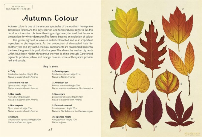 Arboretum Mini Gift: Welcome to the Museum - Royal Botanic Gardens Kew [KSIĄŻKA]