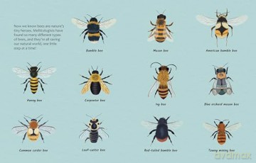 Are Bees Nature's Tiny Heroes: Discover the science behind melittology: Mellitology: 7 (The Big Questions Answered) - Eliza Jeffery [KSIĄŻKA]