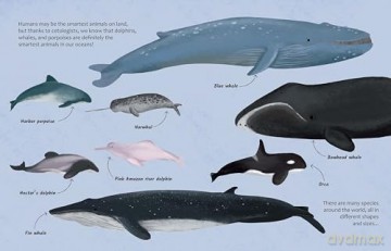 Are Whales and Dolphins Smarter Than Humans: Discover the science behind cetology: 4 (The Big Questions Answered) - Eliza Jeffery [KSIĄŻKA]