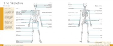 Art Class: Anatomy for the Artist: A complete guide to drawing the human form - Barrington Barber [KSIĄŻKA]