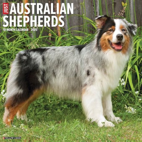 Australian Shepherds 2025 Wall [KSIĄŻKA]