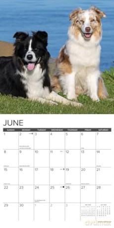 Australian Shepherds 2025 Wall [KSIĄŻKA]