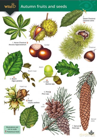 Autumn fruits and seeds - Rebecca Farley-Brown [KSIĄŻKA]