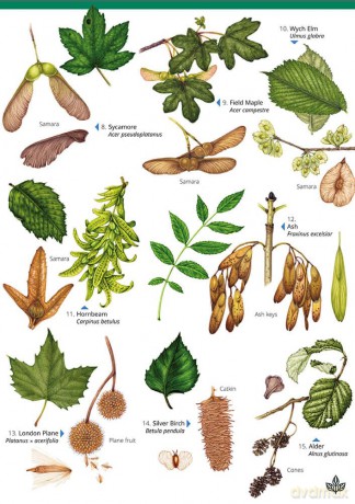 Autumn fruits and seeds - Rebecca Farley-Brown [KSIĄŻKA]