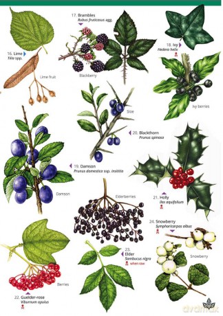 Autumn fruits and seeds - Rebecca Farley-Brown [KSIĄŻKA]