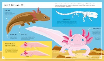 Axolotl (Young Zoologist): A First Field Guide to the Amphibian That Never Grows Up: 10 (Young Zoologist, 10) - Dr Jessica L. Whited [KSIĄŻKA]