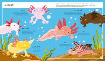 Axolotl (Young Zoologist): A First Field Guide to the Amphibian That Never Grows Up: 10 (Young Zoologist, 10) - Dr Jessica L. Whited [KSIĄŻKA]