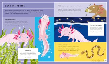 Axolotl (Young Zoologist): A First Field Guide to the Amphibian That Never Grows Up: 10 (Young Zoologist, 10) - Dr Jessica L. Whited [KSIĄŻKA]