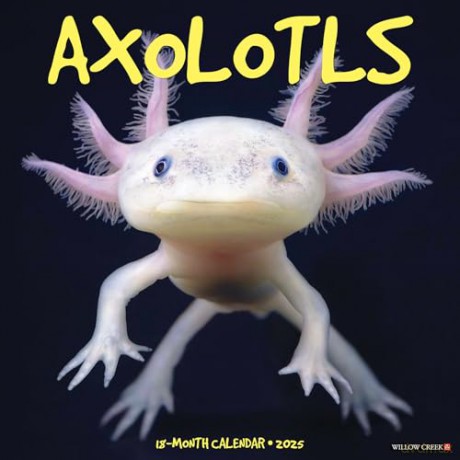 Axolotls 2025 Wall [KSIĄŻKA]