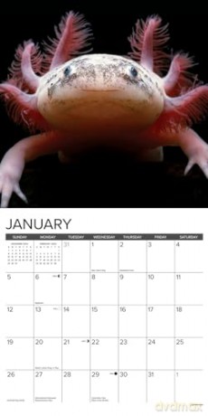 Axolotls 2025 Wall [KSIĄŻKA]