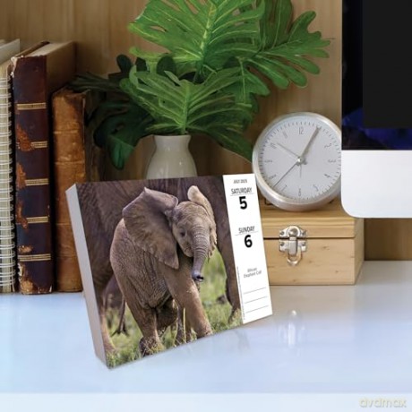 Baby Animals 2025 Box [KSIĄŻKA]