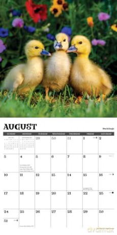 Baby Animals 2025 Wall [KSIĄŻKA]