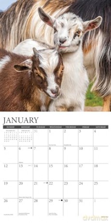 Baby Goats 2025 Wall [KSIĄŻKA]