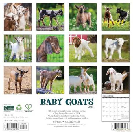 Baby Goats 2025 Wall [KSIĄŻKA]