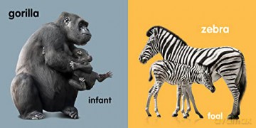 Baby Zoo Animals: Board book [KSIĄŻKA]