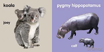 Baby Zoo Animals: Board book [KSIĄŻKA]