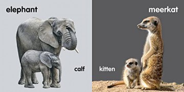 Baby Zoo Animals: Board book [KSIĄŻKA]